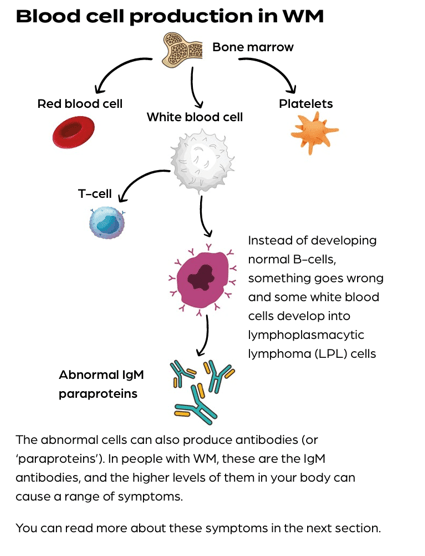 A diagram showing the different components of blood in cases of WM, where abnormal lgM paraproteins are produced.